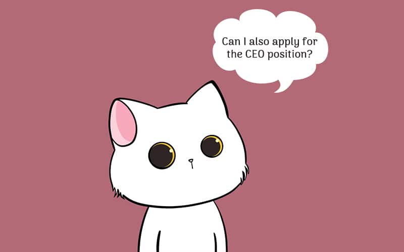 Cool Cats CEO Steps Down, New CEO Hunt Begins