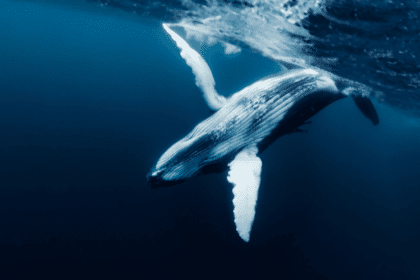 Crypto Whales Make Waves: Secure Over $250M Amidst Market Volatility