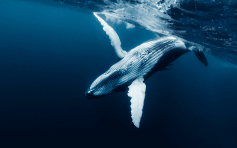 Crypto Whales Make Waves: Secure Over $250M Amidst Market Volatility