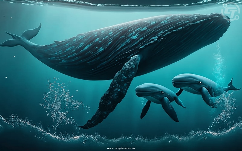 Ethereum Whale Faces Significant Losses In Costly Mistake