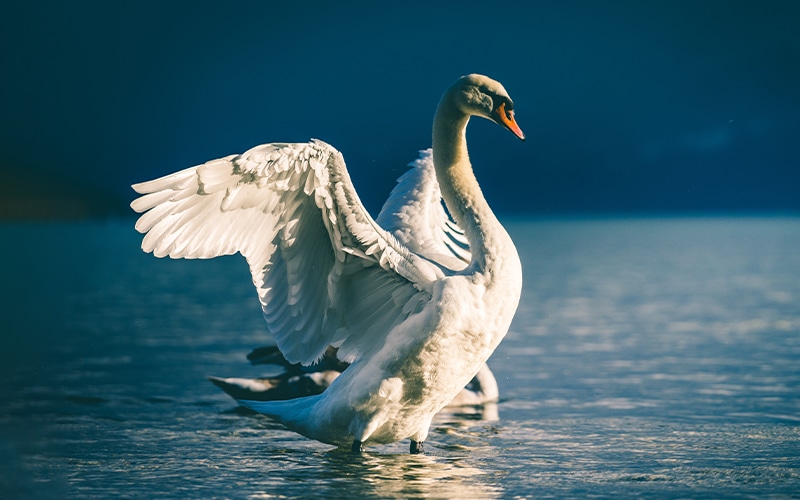 Swan Bitcoin Launches Bitcoin Benefit Plan for Businesses