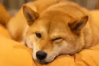 Sleepy Shiba: The Next Memecoin Millionaire-Maker?
