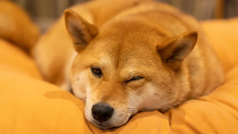 Sleepy Shiba: The Next Memecoin Millionaire-Maker?