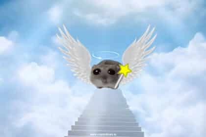Sad Hamster Hammy