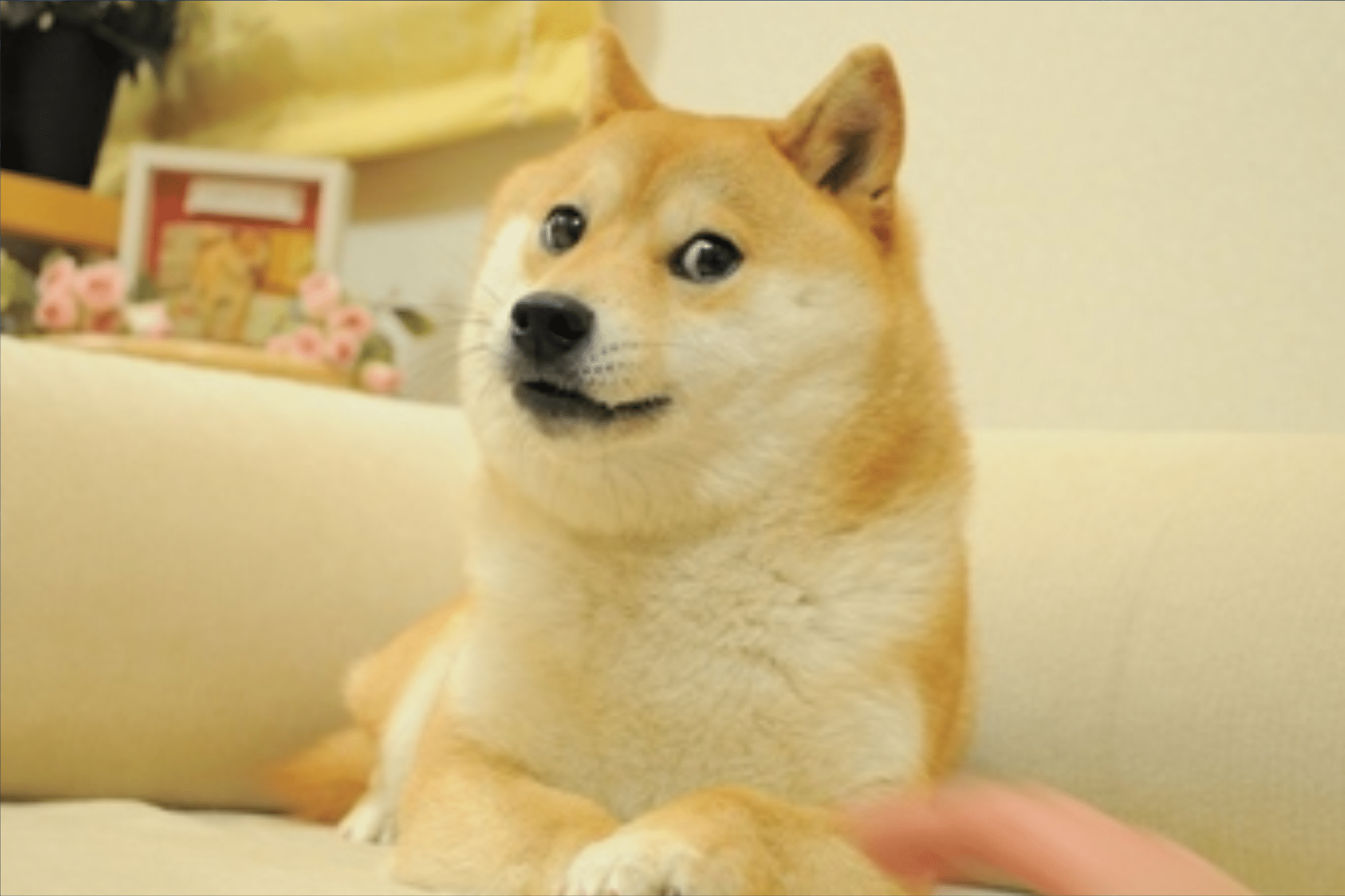 Doge Meme