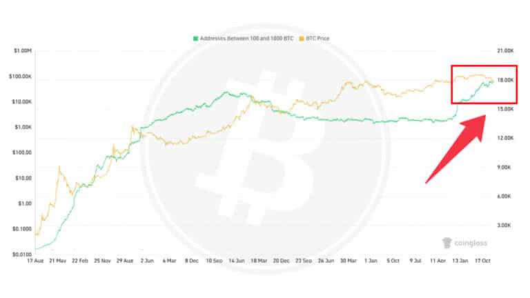 Bitcoin Sharks Near Record Highs: Quiet Accumulation in February's Dip