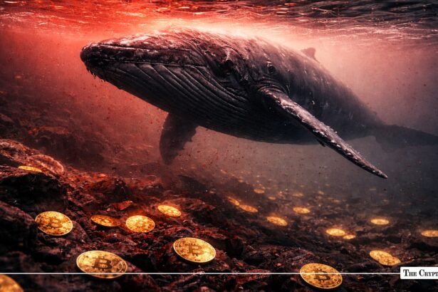 Whales Snapped Up Record 270,000 Bitcoin in One Month: Bottom Found?
